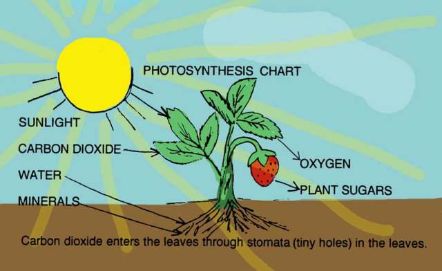photosynthesis-color